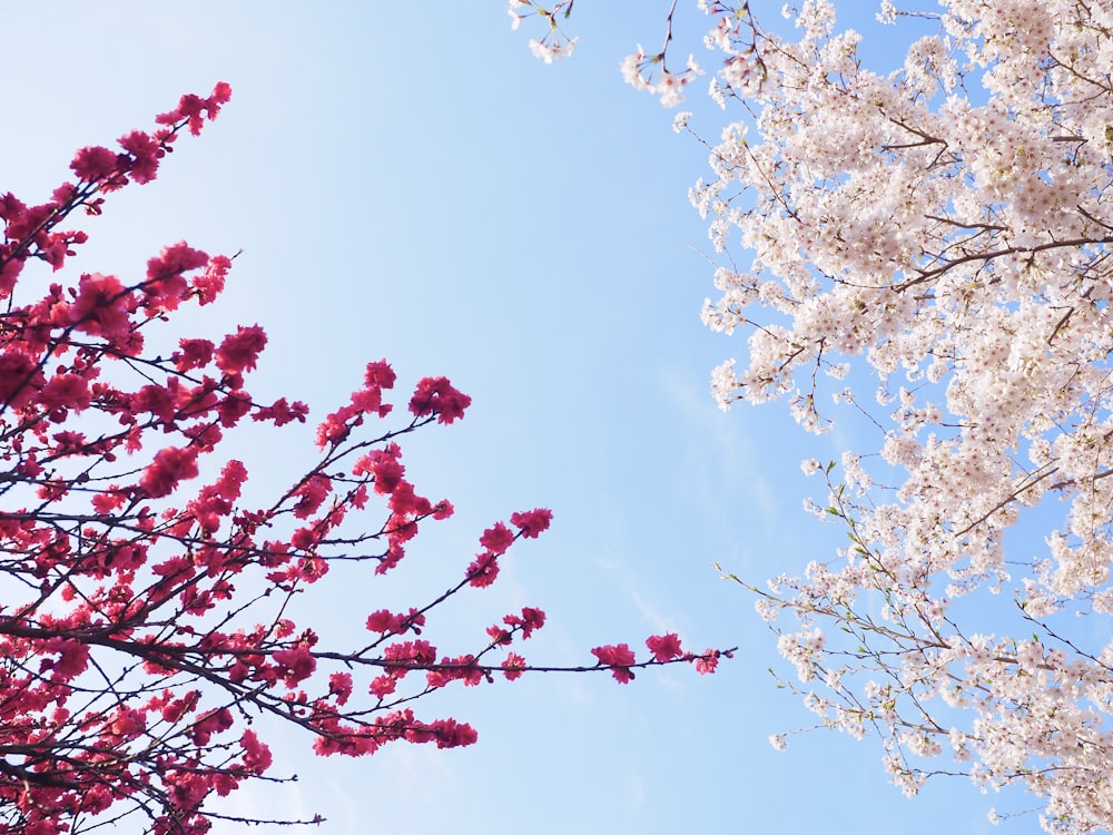 a tree with pink flowers and a blue sky in the background