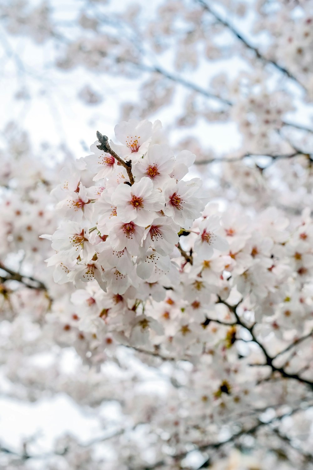 Un primo piano di un albero con fiori bianchi