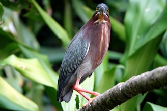 A vibrant close-up of a red heron perched by a peaceful Ontario wetland at sunrise.