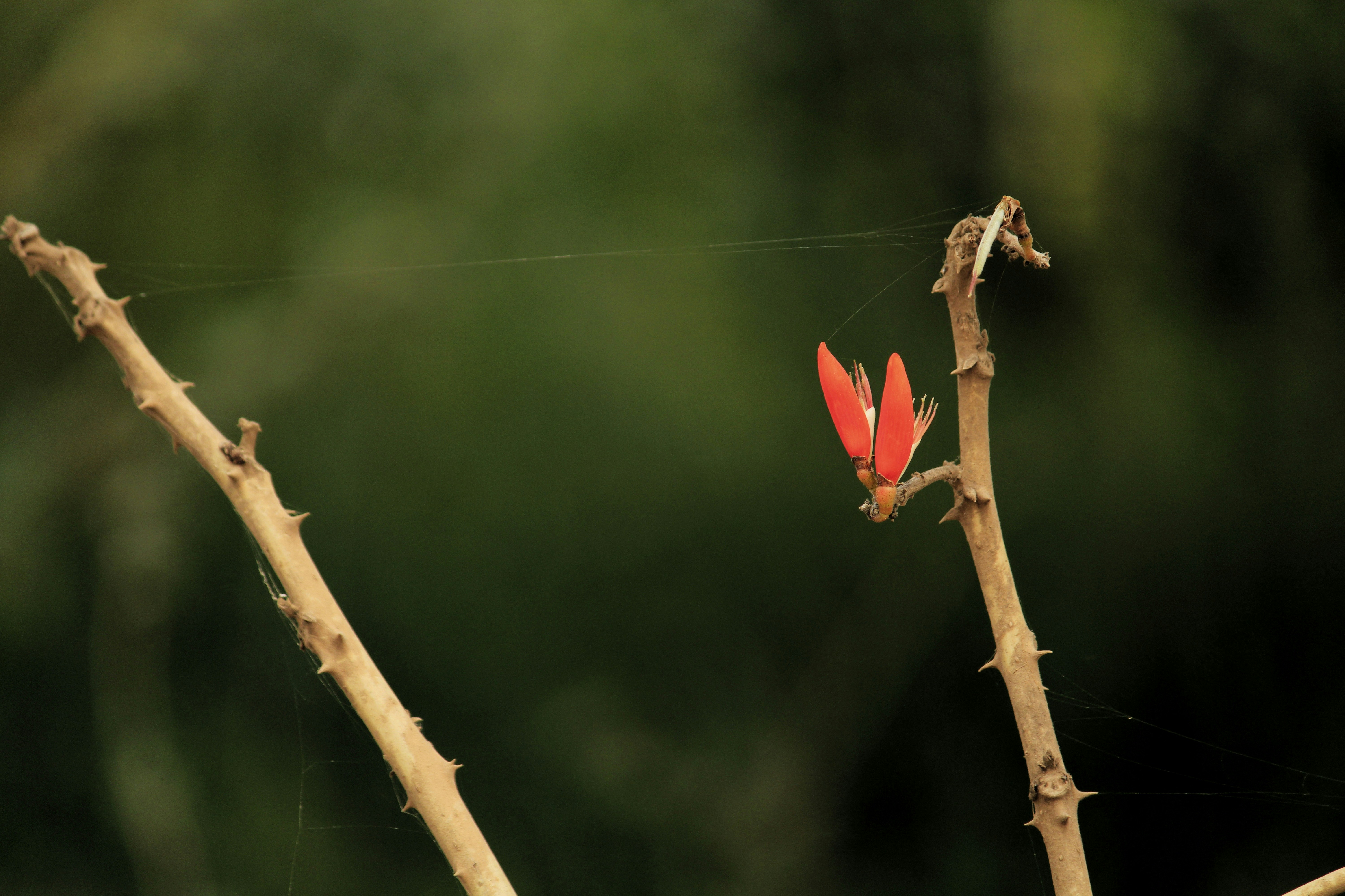 Photo by indianhobbyphotographer