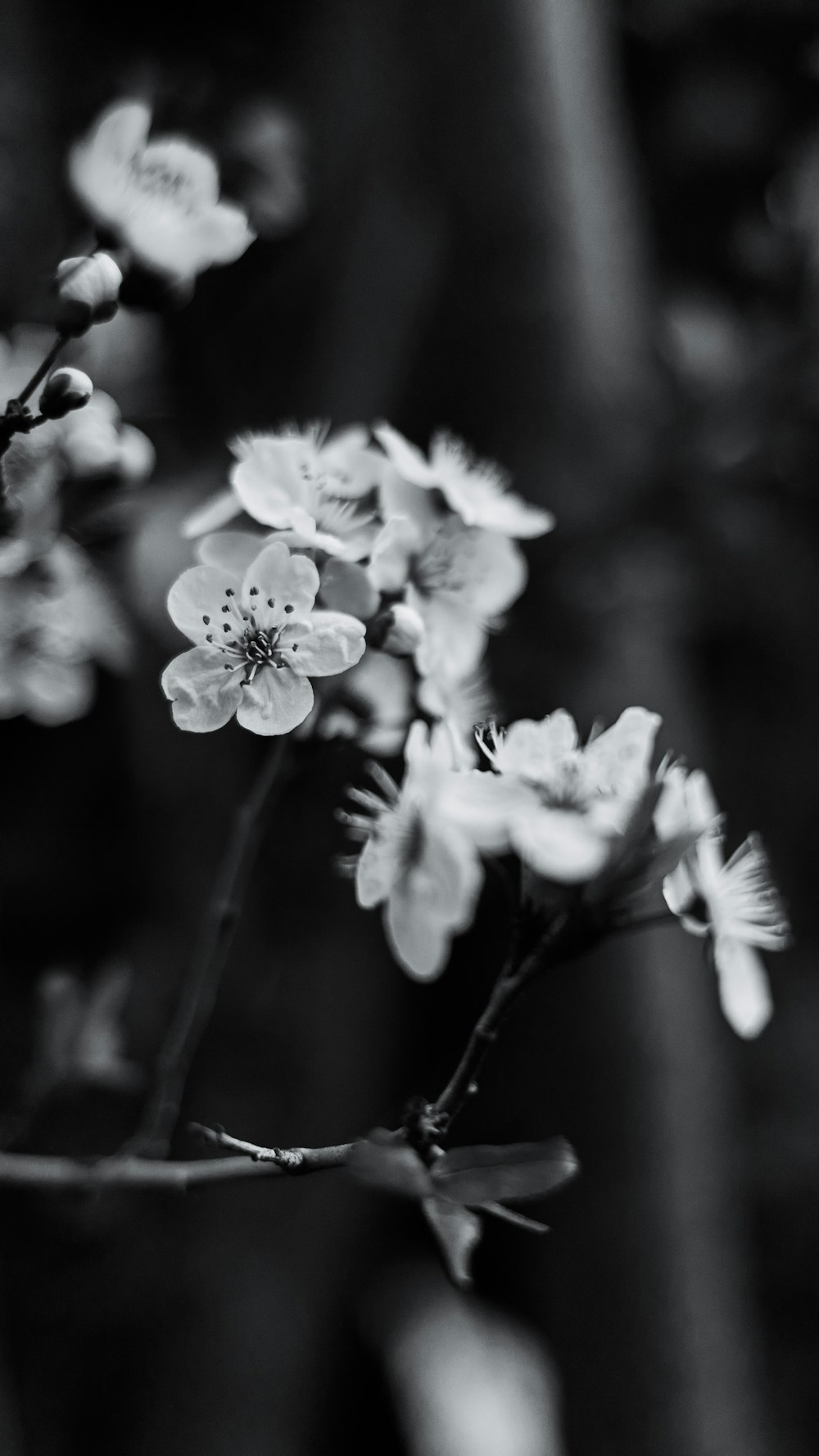 a black and white photo of some flowers