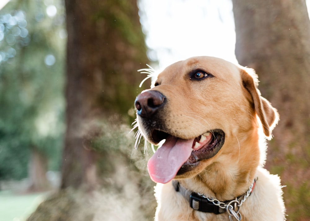 a close up of a dog with a tree in the background