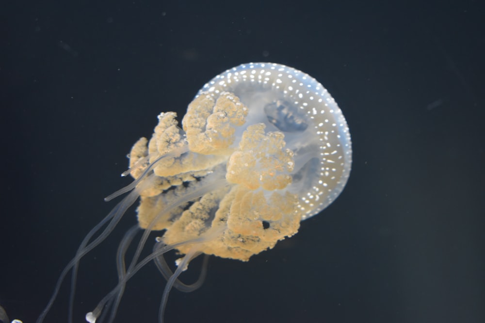 a jellyfish floating in the water with a black background