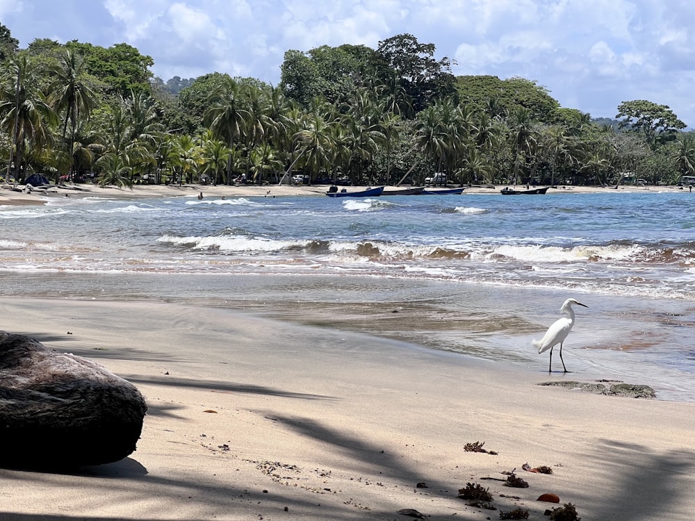 a white bird standing on top of a sandy beach