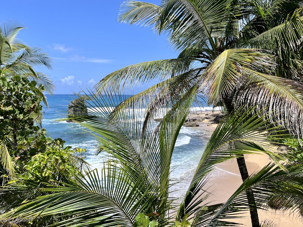 a view of a beach with palm trees in the foreground