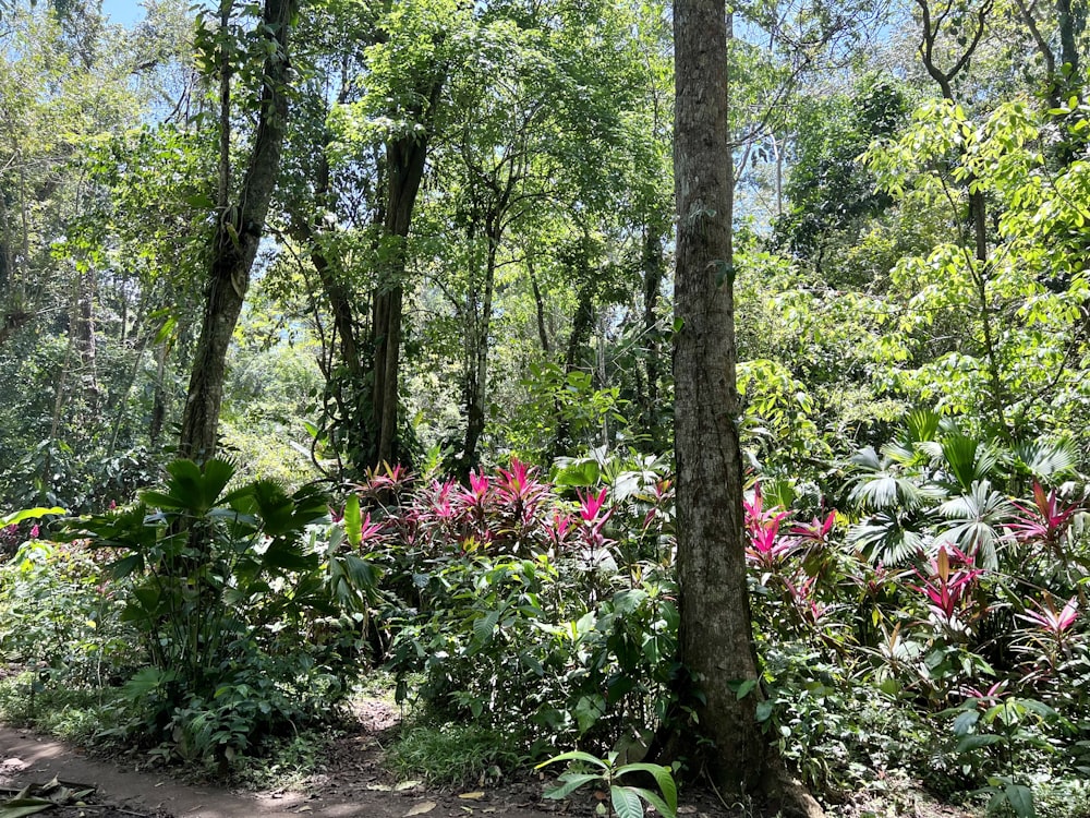 a forest filled with lots of trees and plants