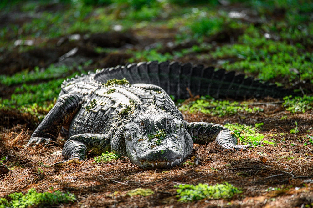 an alligator laying on the ground in the grass