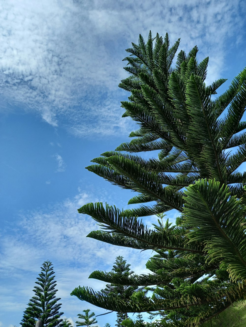 Un árbol verde con un cielo azul en el fondo