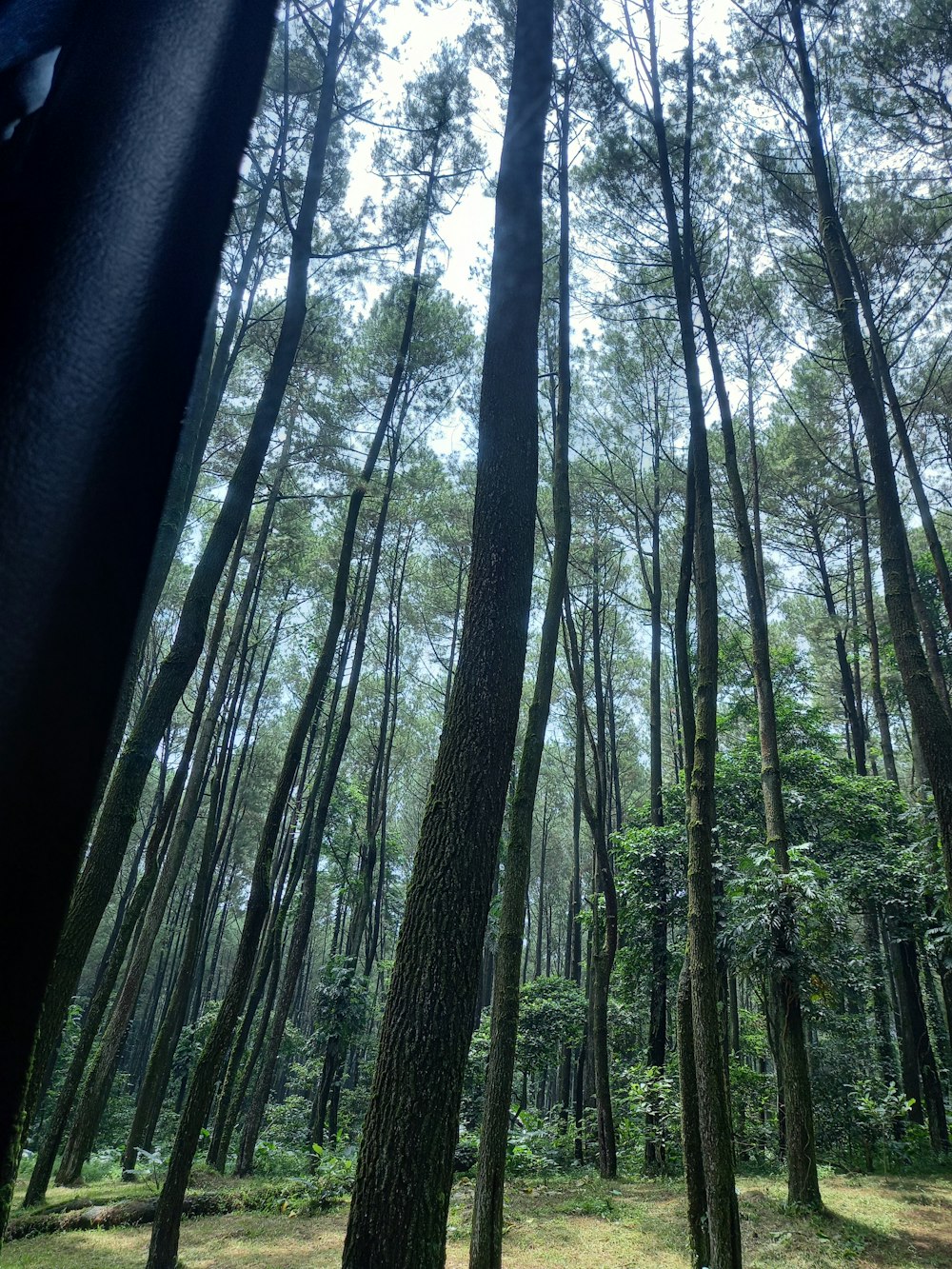 a forest filled with lots of tall trees