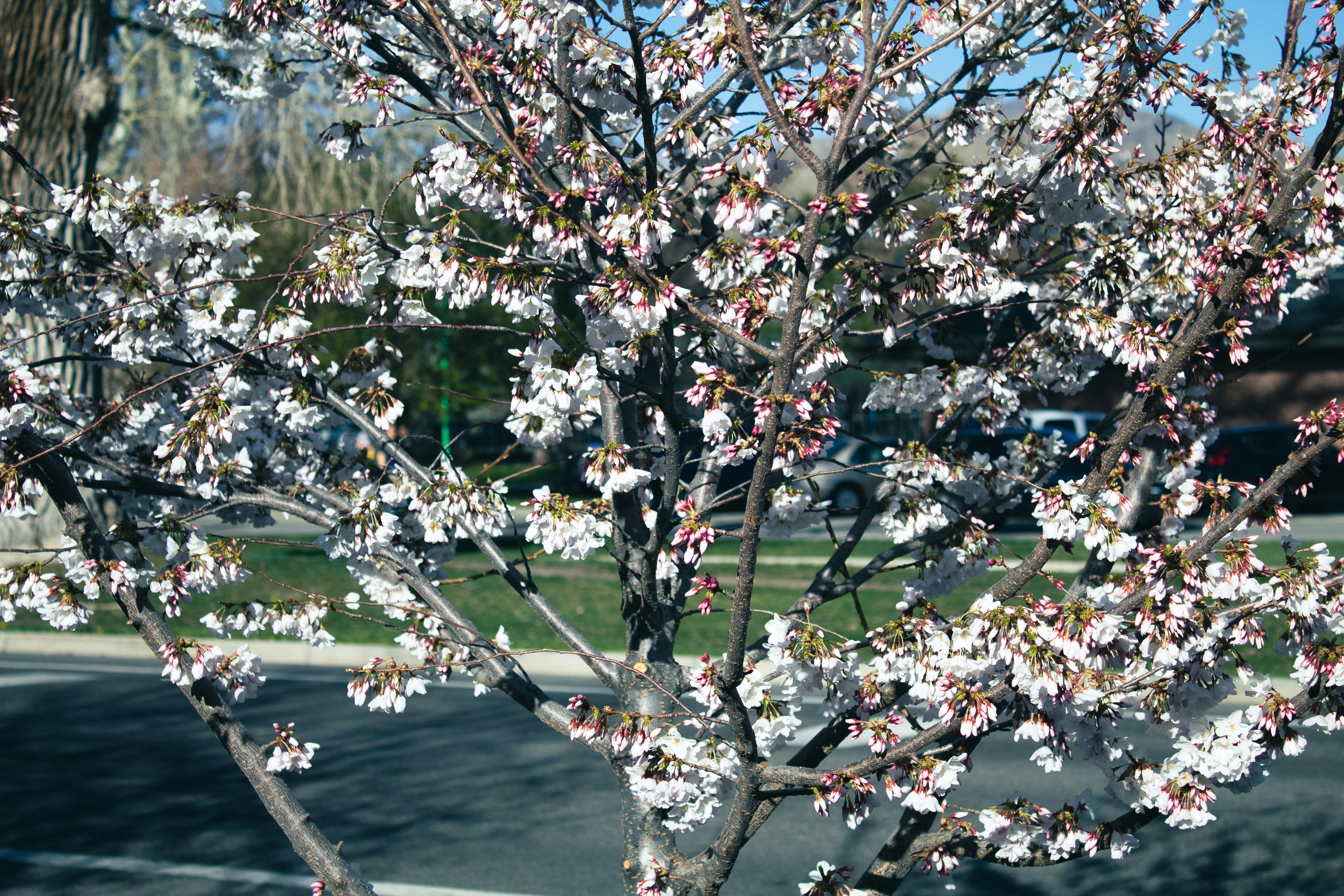 a tree with white flowers in a parking lot