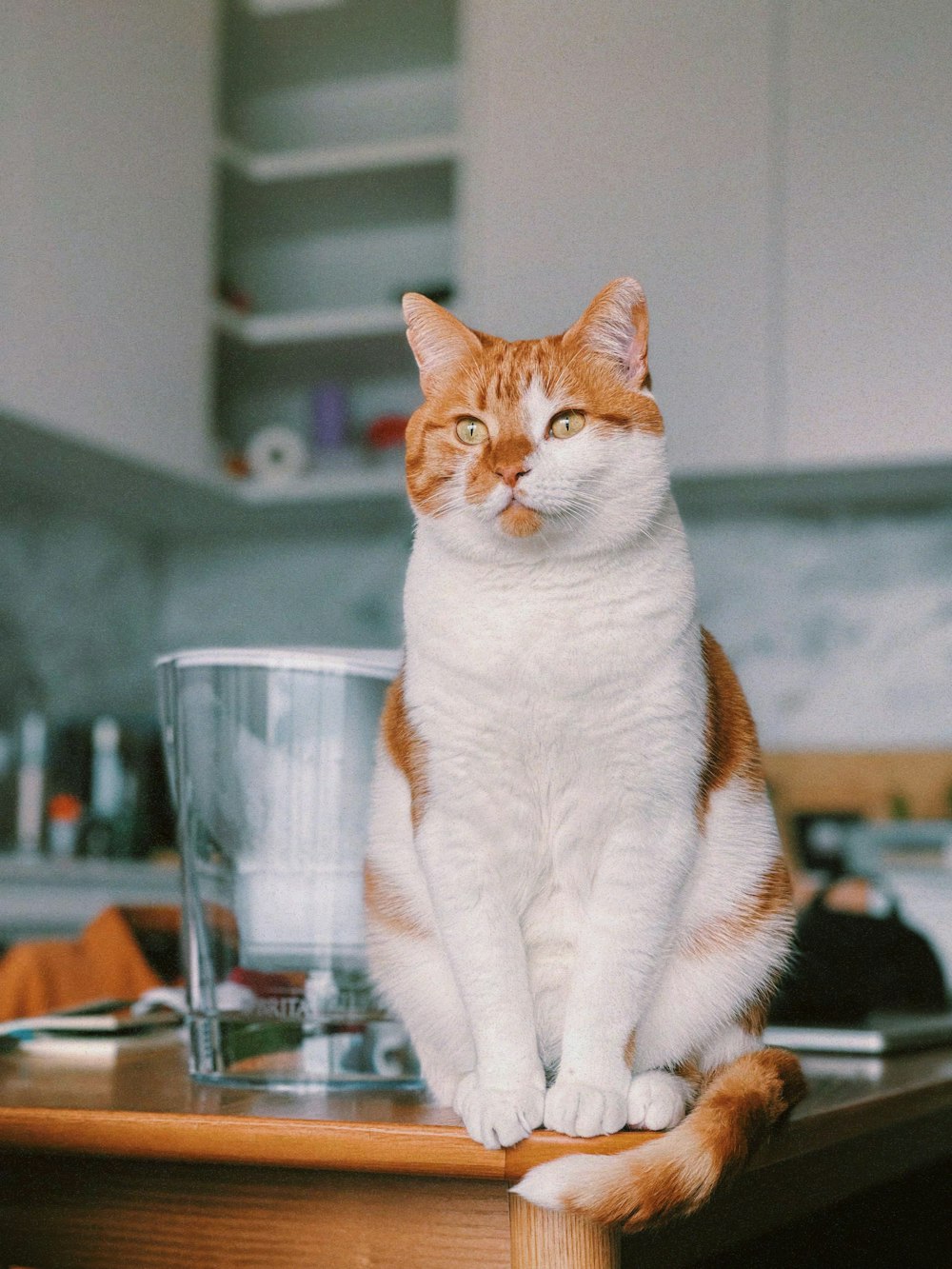 a cat sitting on top of a wooden table