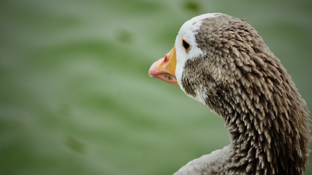 a close up of a duck's head with water in the background