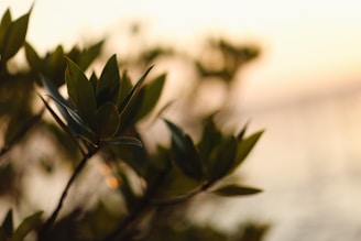 Image showing a subject sharply focused against a blurred golden-hour background.