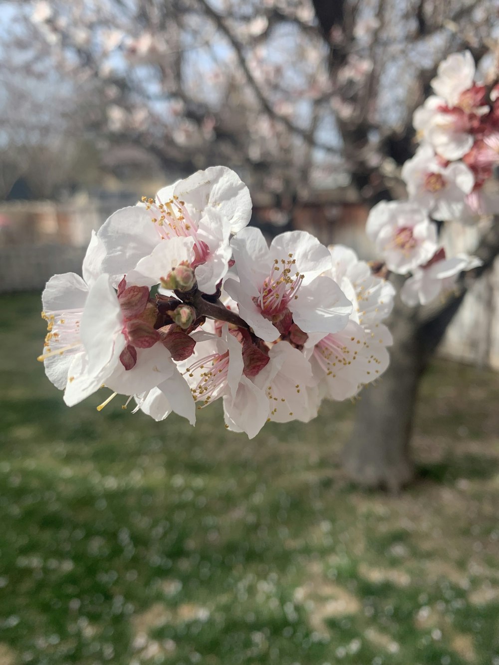 a close up of a flower on a tree