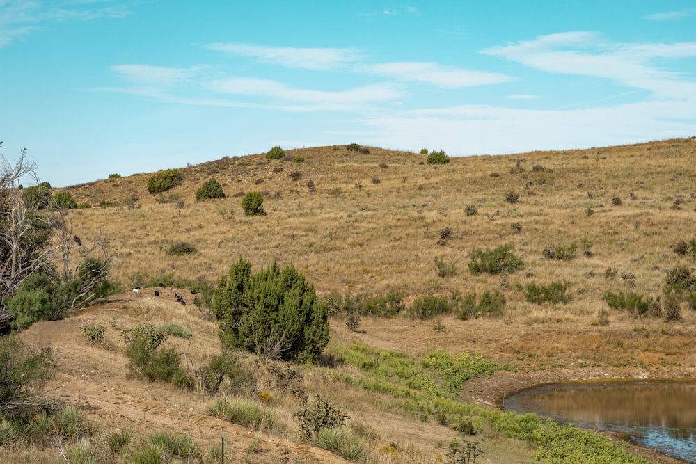 a grassy hill with a small pond in the middle of it