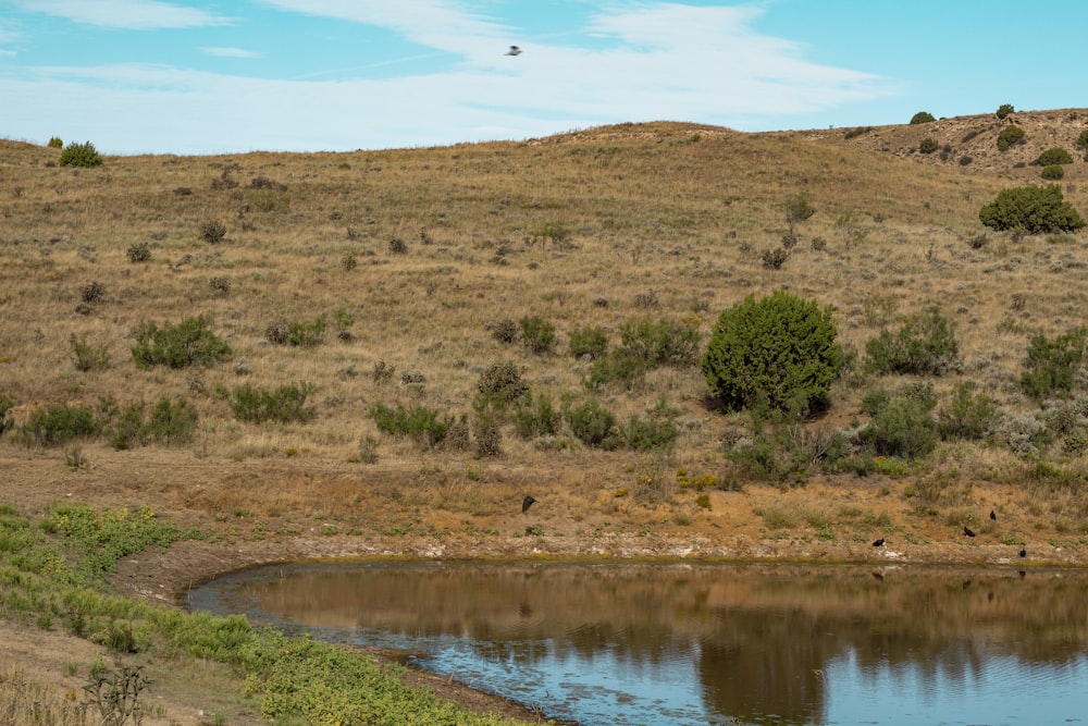 a bird flying over a body of water