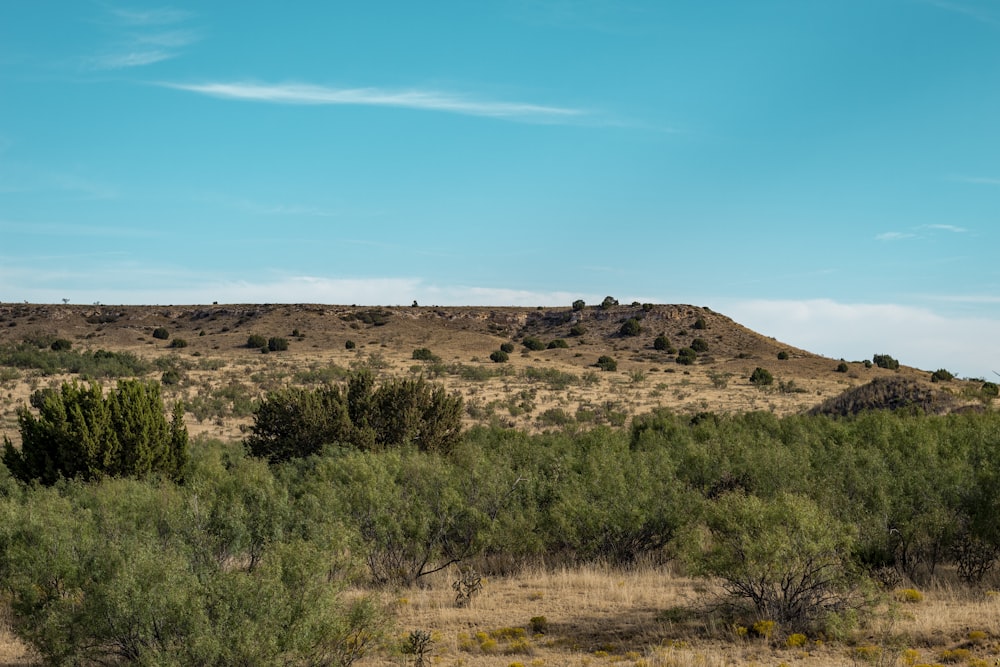 a hill with trees and bushes in the foreground