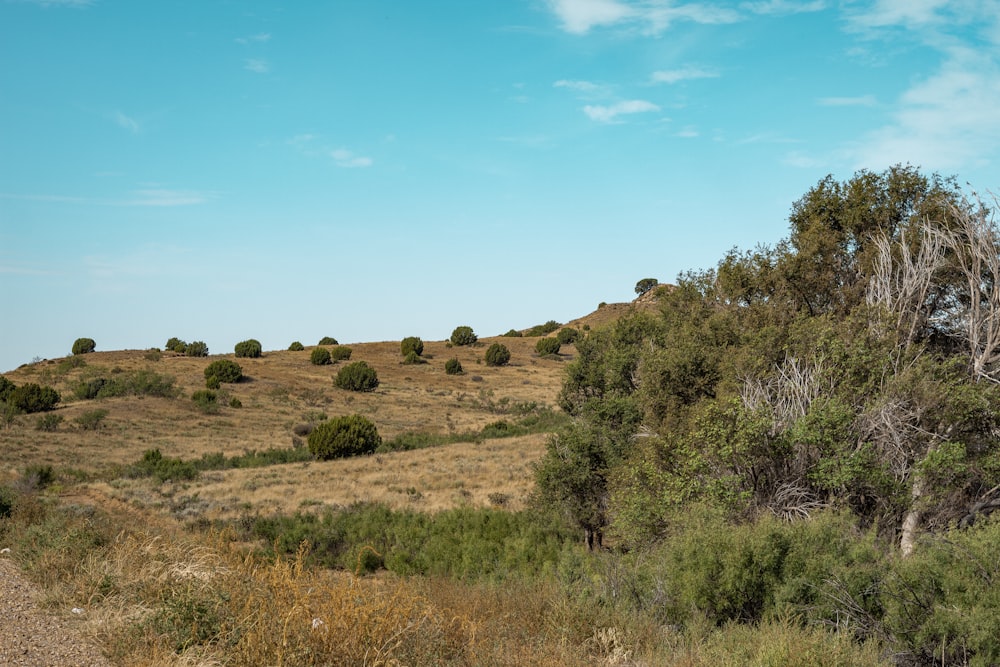 a field with trees and bushes on a sunny day