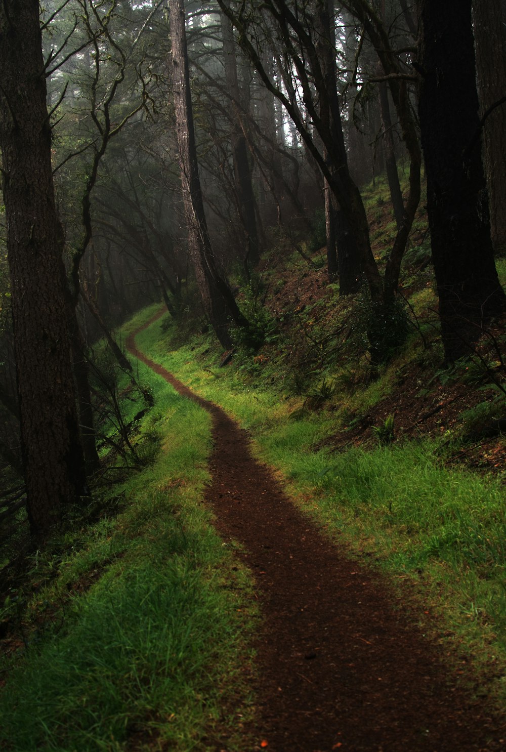 a dirt path in the middle of a forest