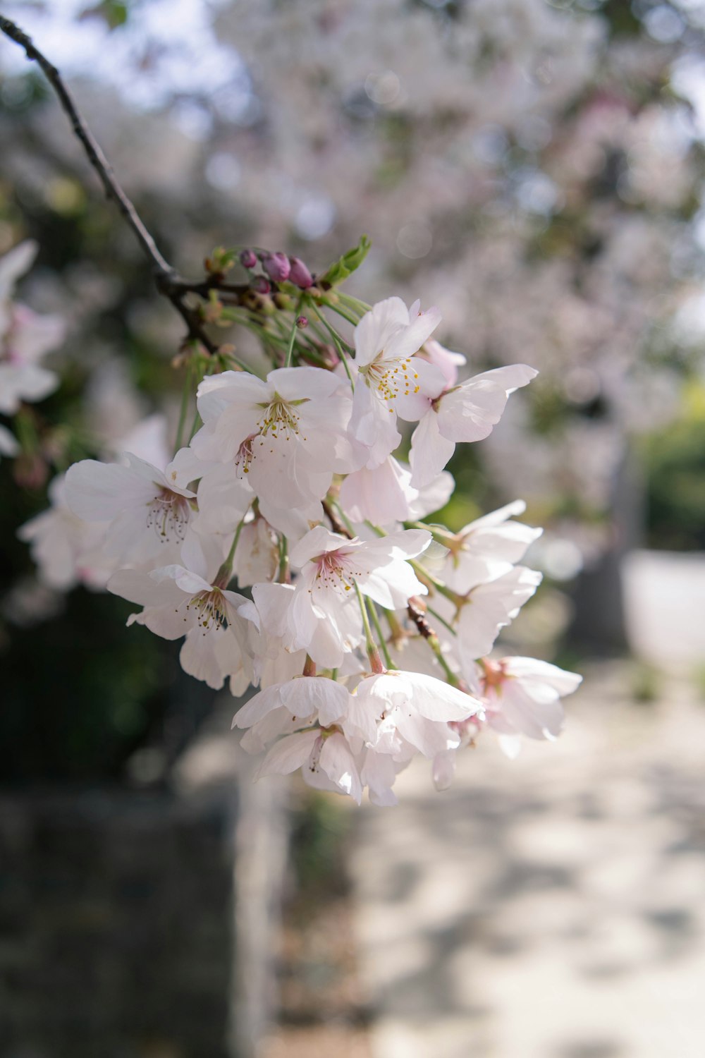 a close up of a flower on a tree