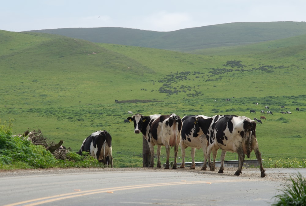 a herd of cows standing on the side of a road