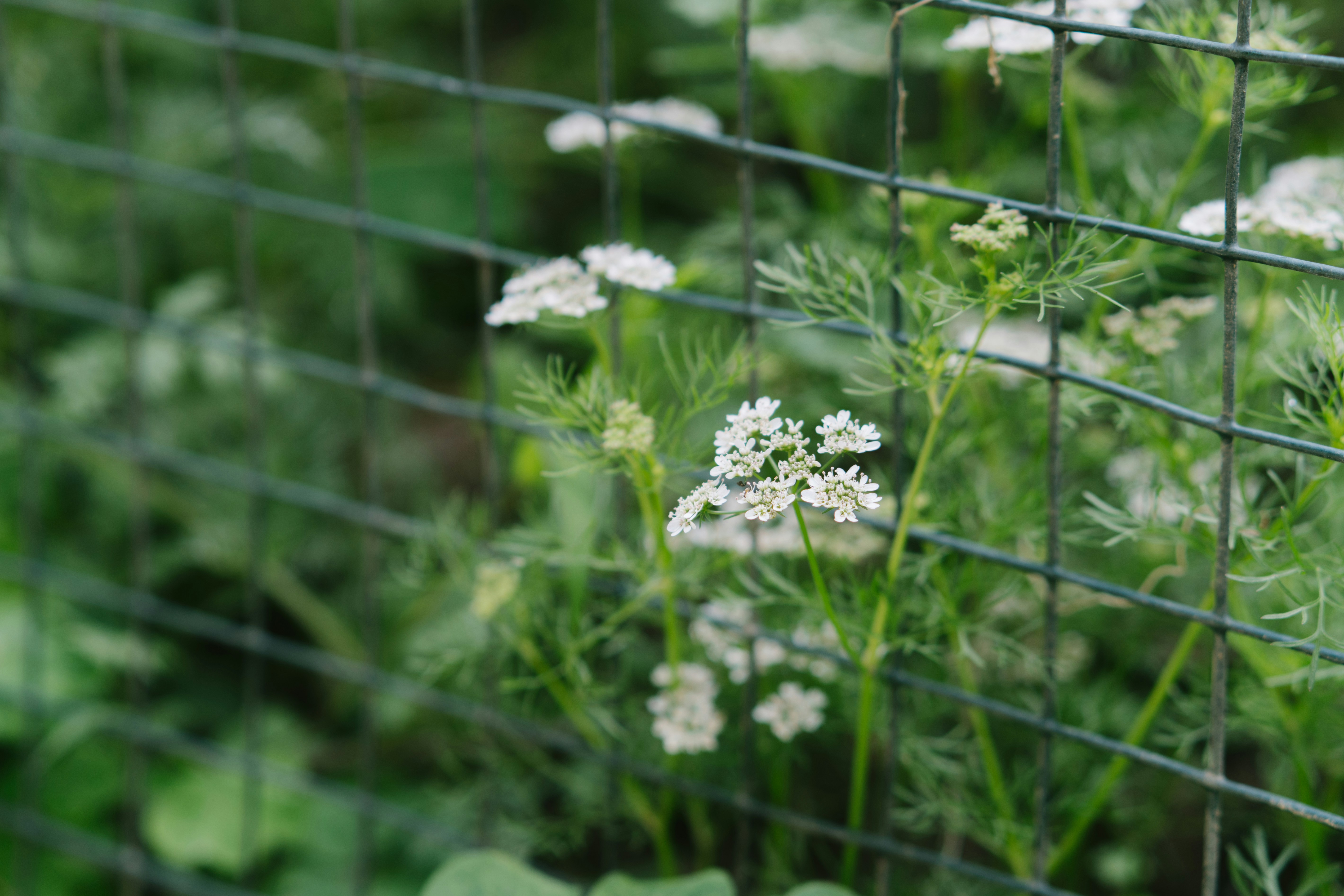 Garden mesh protection for soft herbs - cilantro herb pest remedies