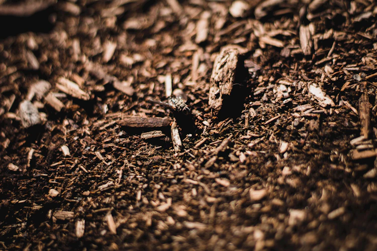 Clean garden bed with fresh mulch
