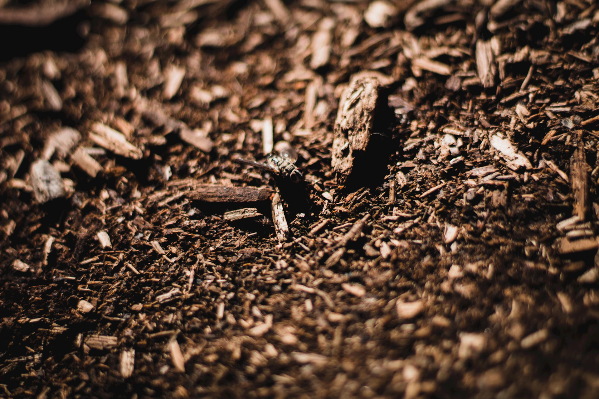 Fresh shredded bark mulch spread in a landscape bed