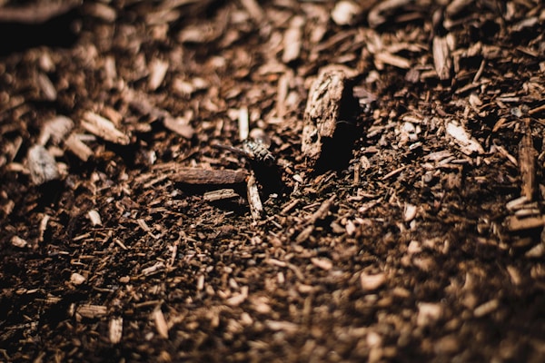 Garden bed covered with fresh mulch