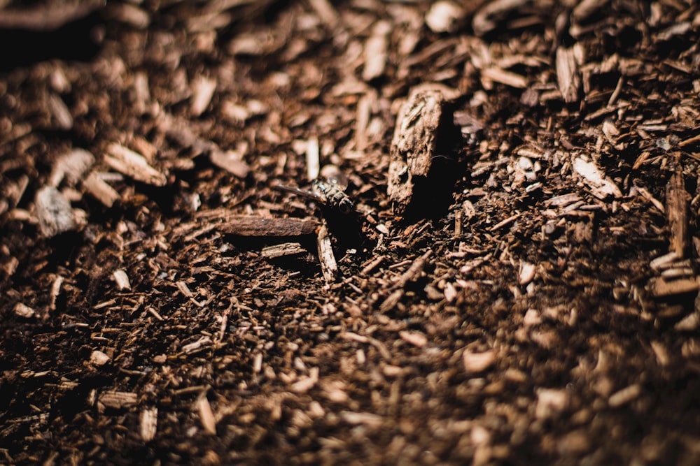 a pile of wood chips sitting on top of a pile of dirt