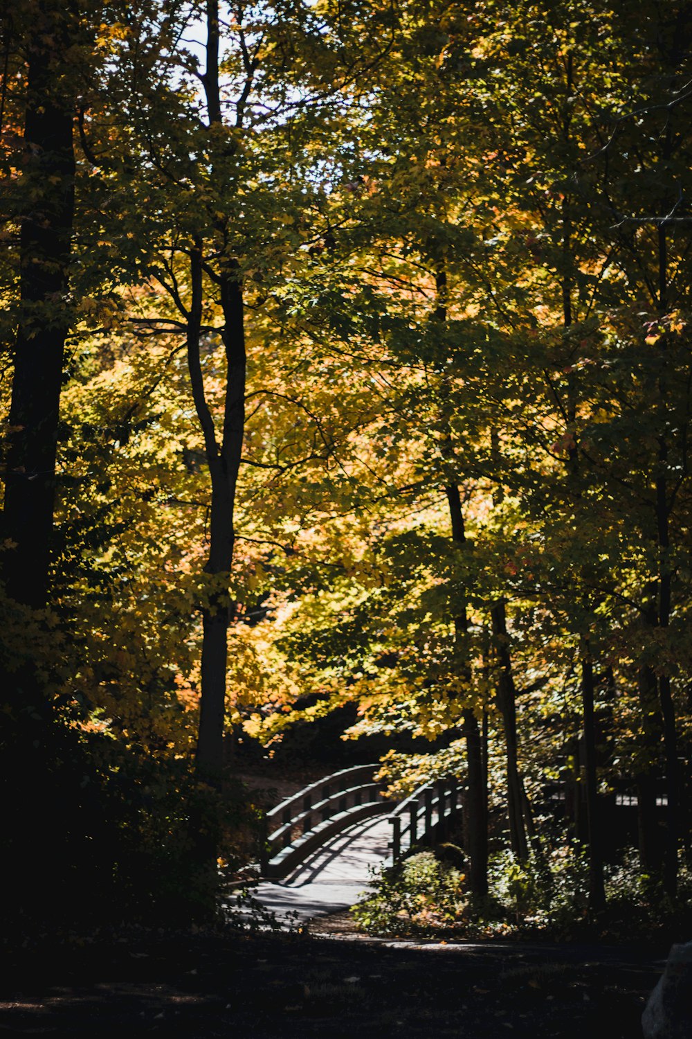 a wooden bridge in the middle of a forest