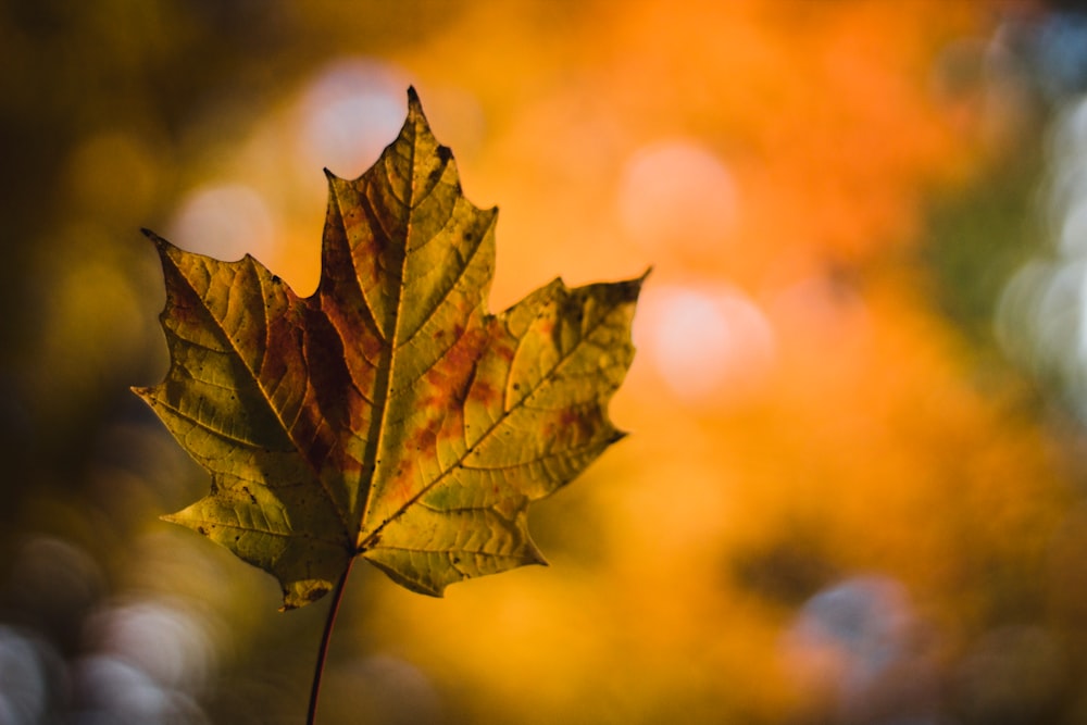 a close up of a leaf on a tree