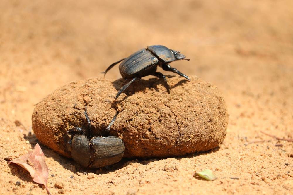 a couple of bugs sitting on top of a rock