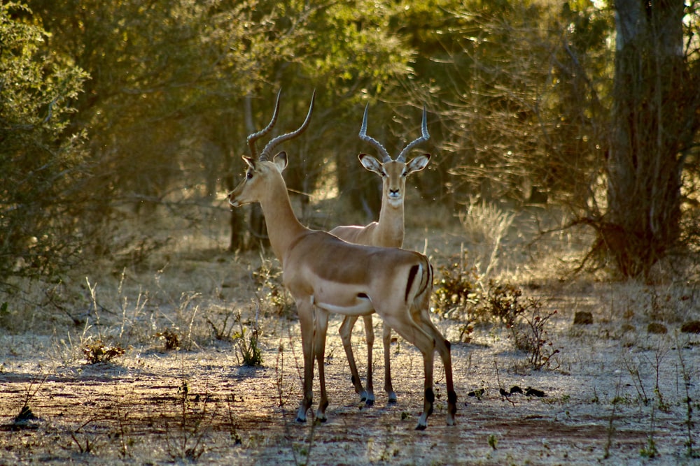 a couple of deer standing next to each other in a forest