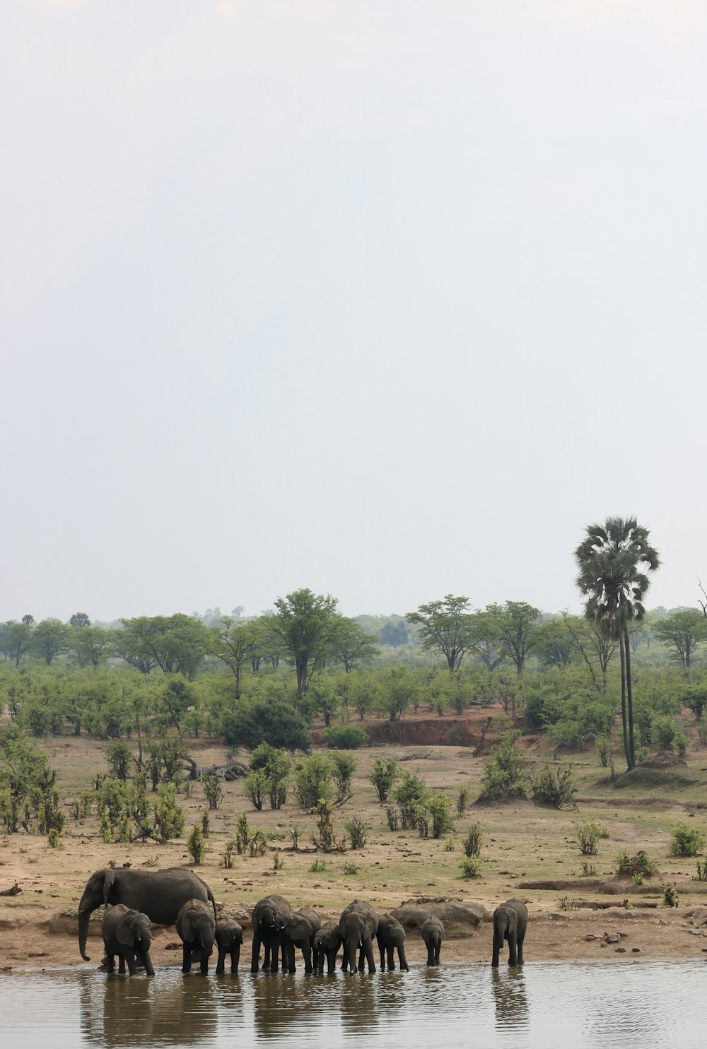 a herd of elephants standing next to a body of water