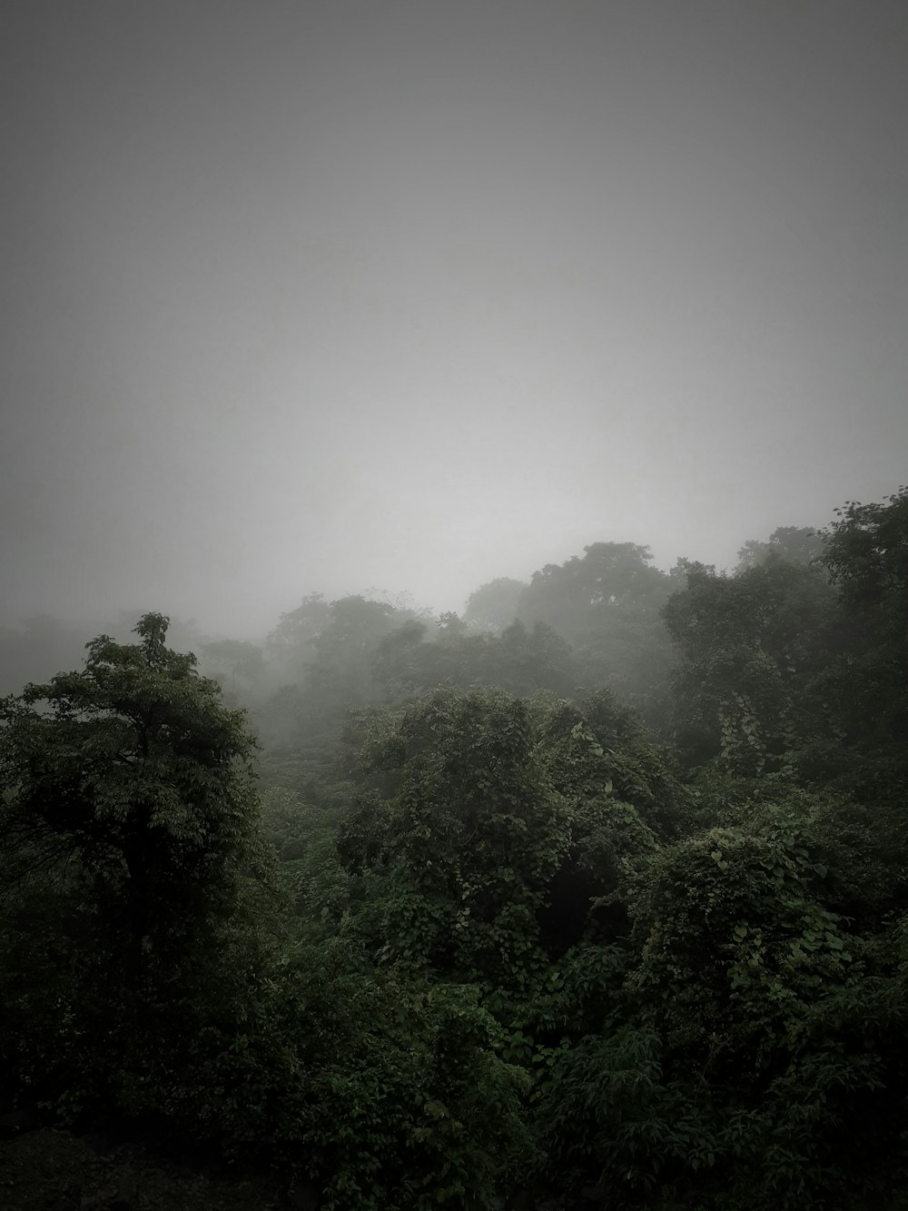 a foggy forest filled with lots of trees