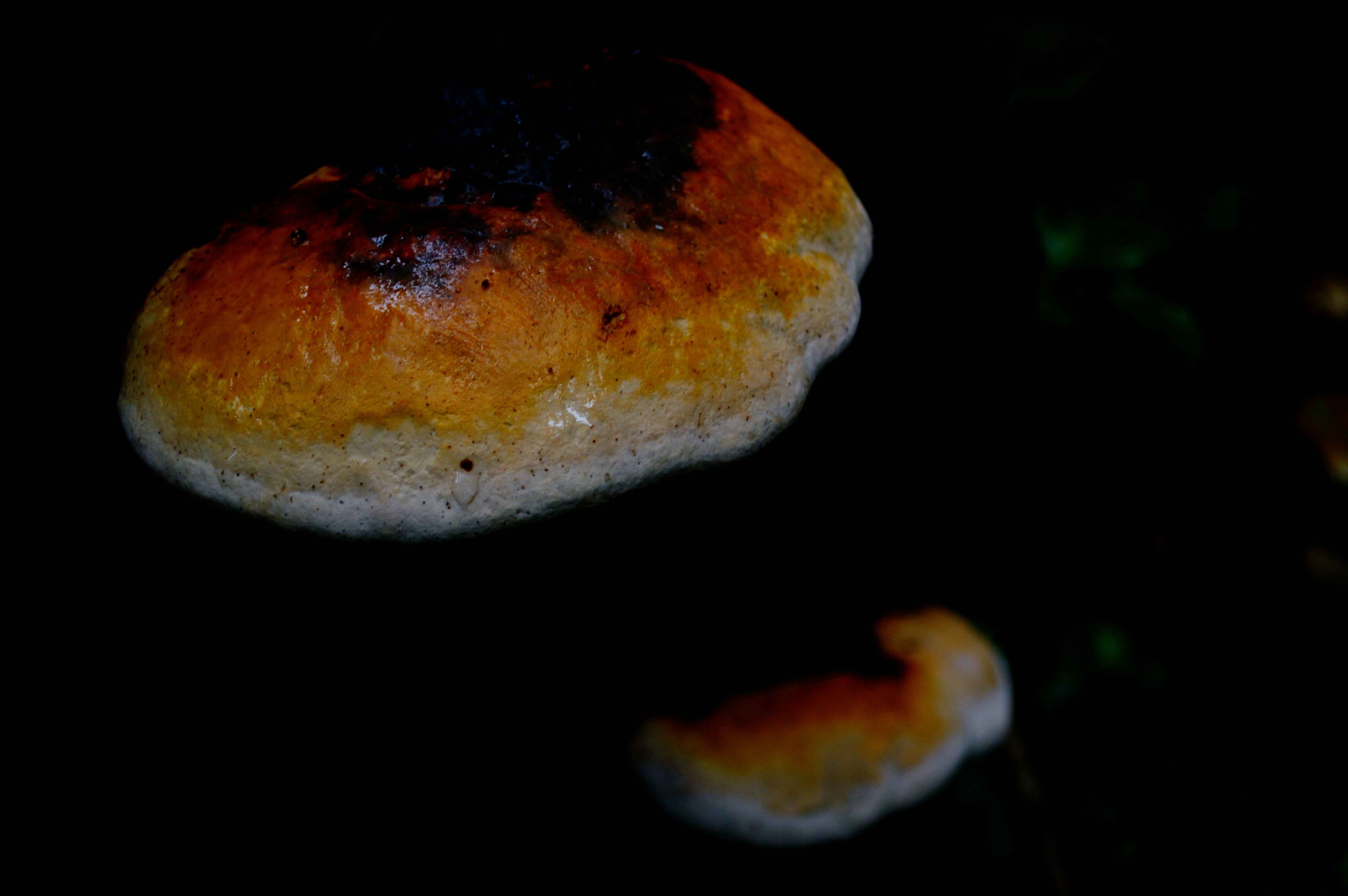 um close up de um pedaço de pão no escuro