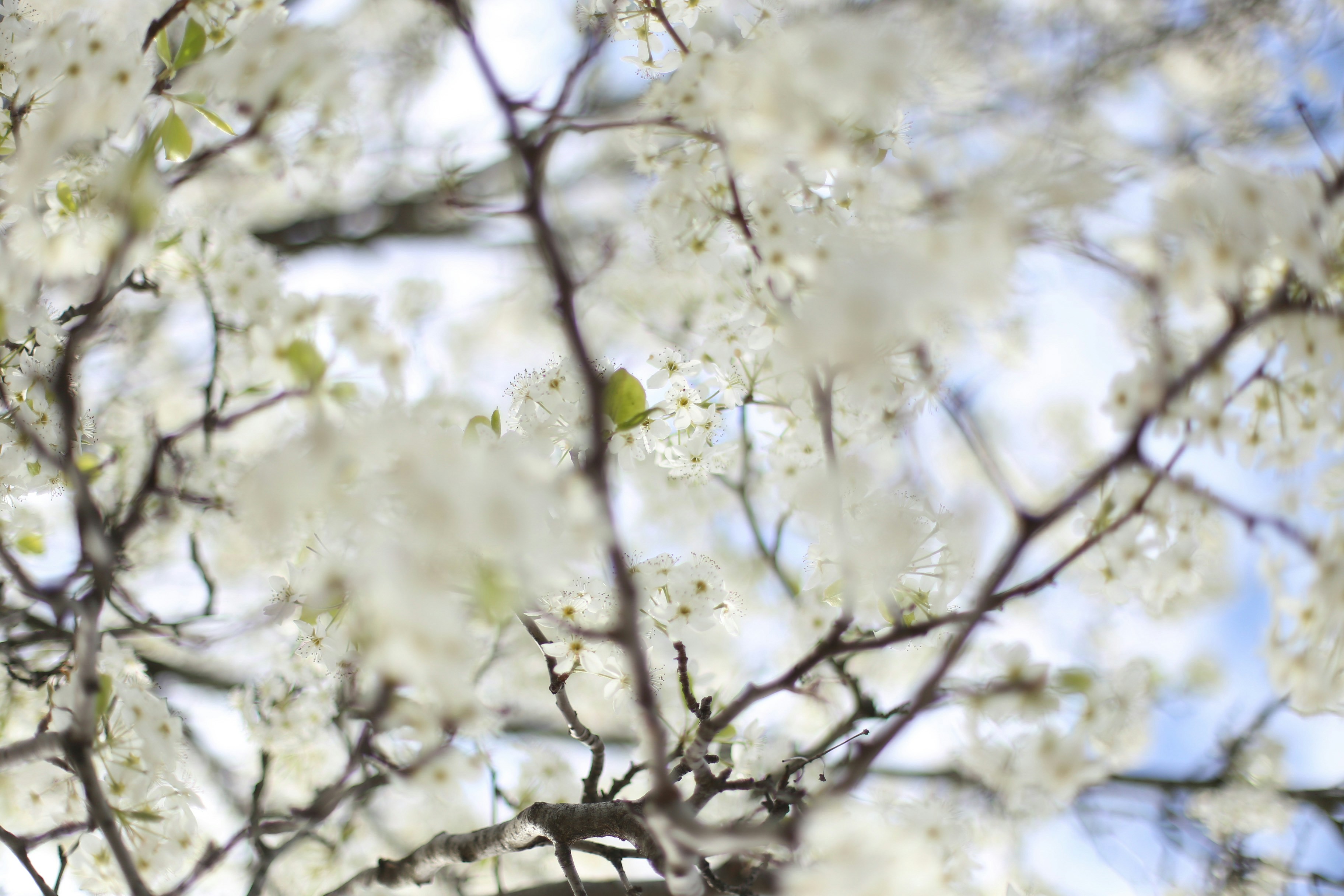 Photo by jessicalfadel