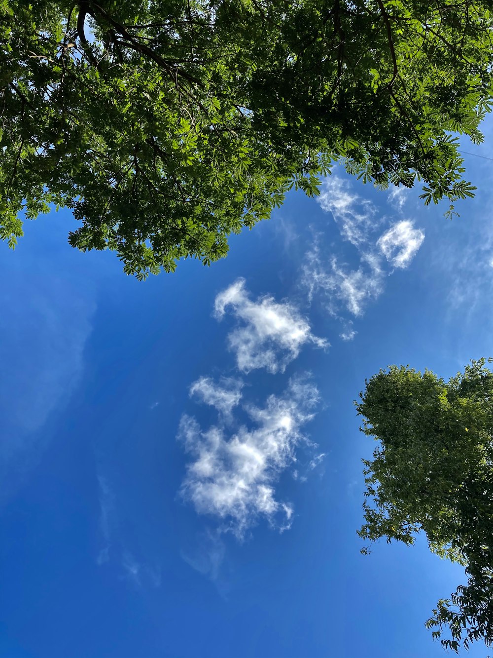 a blue sky with some clouds and some trees