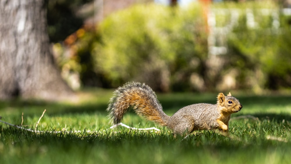 a squirrel is standing in the grass near a tree