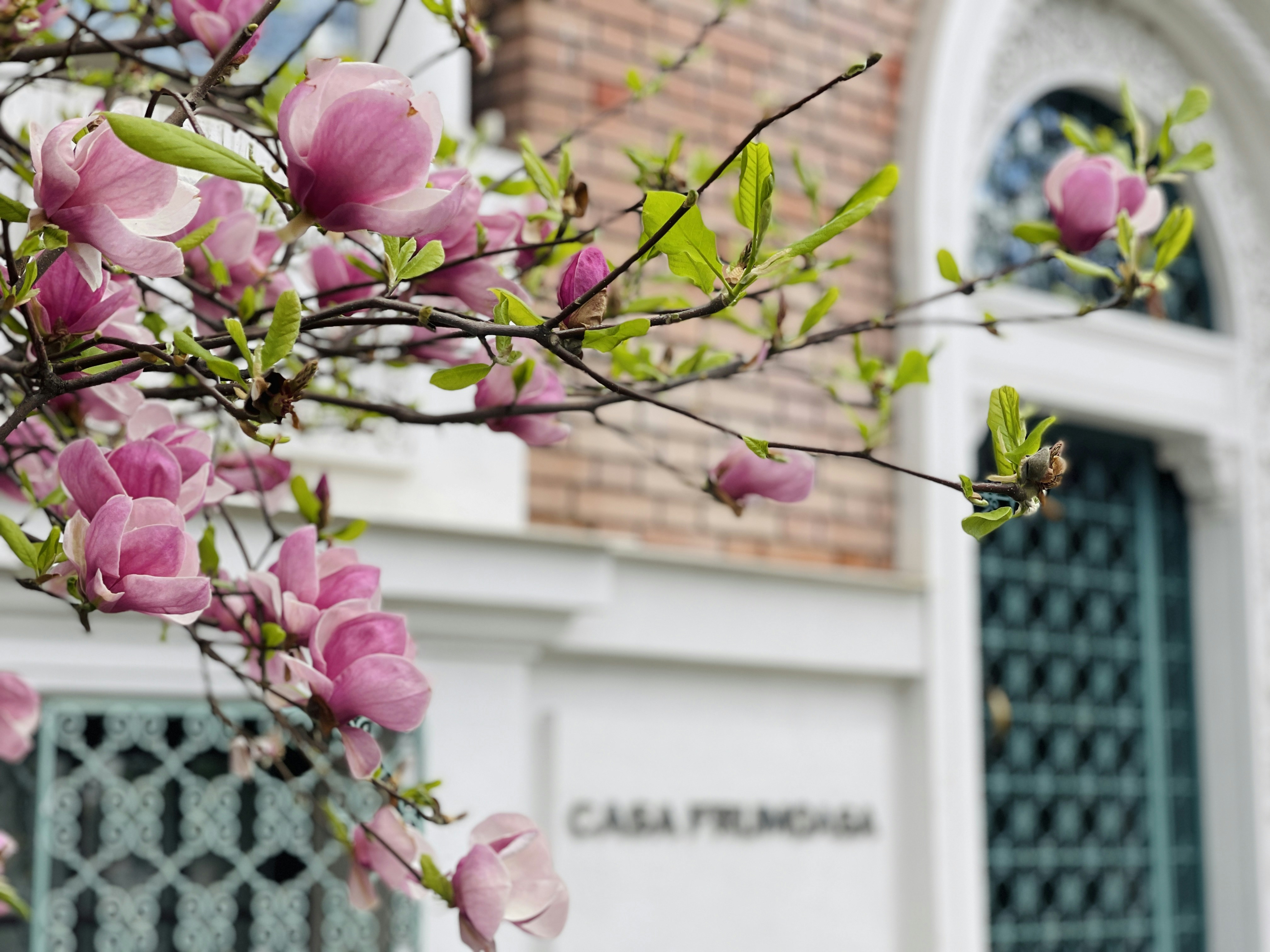 uma árvore com flores cor-de-rosa na frente de um edifício