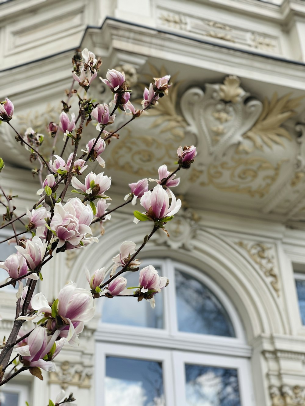 une branche avec des fleurs roses devant un bâtiment