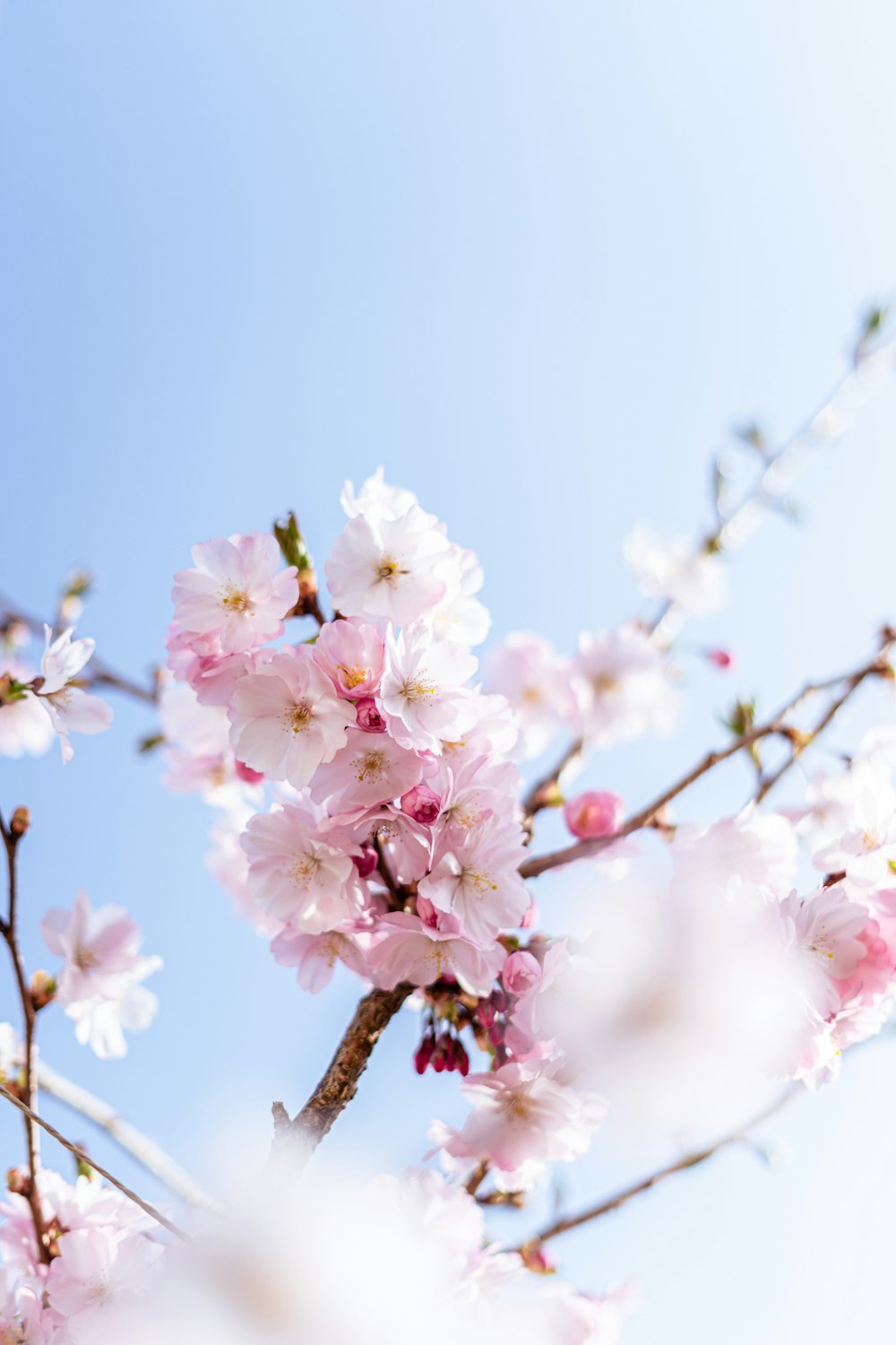 a branch of a cherry tree with pink flowers