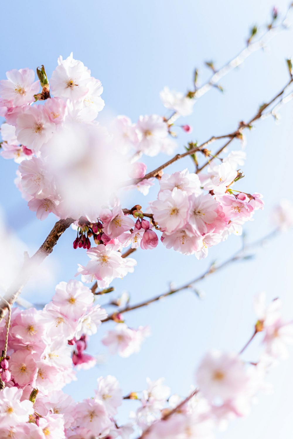 a branch of a cherry tree with pink flowers