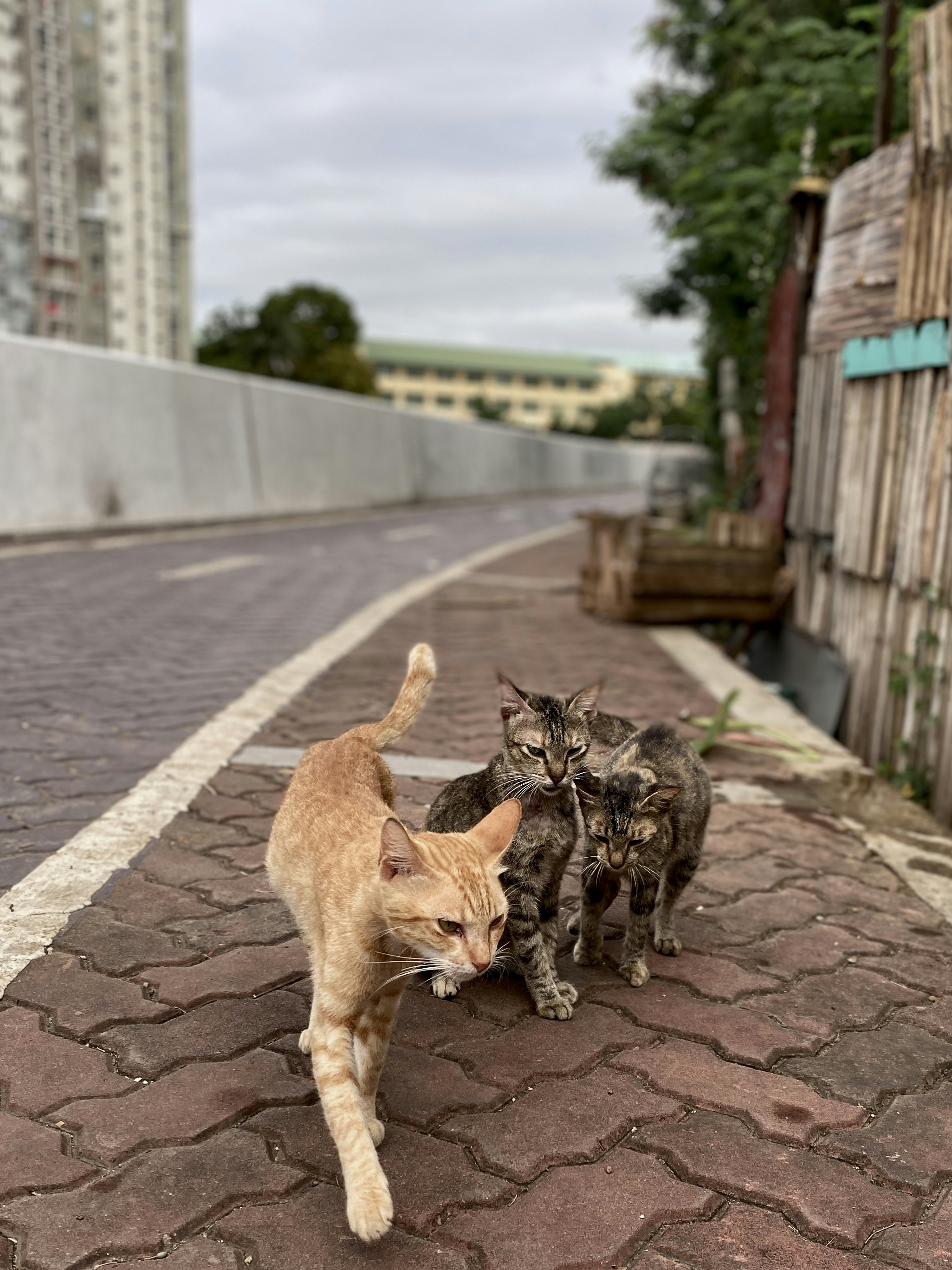 ¿Los gatos deben salir a la calle?