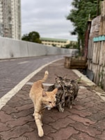 Four cats walking down a paved pathway, with an urban backdrop featuring buildings and trees. The sky appears overcast, and the scene has a serene, everyday city environment feel, with a mix of concrete and greenery.