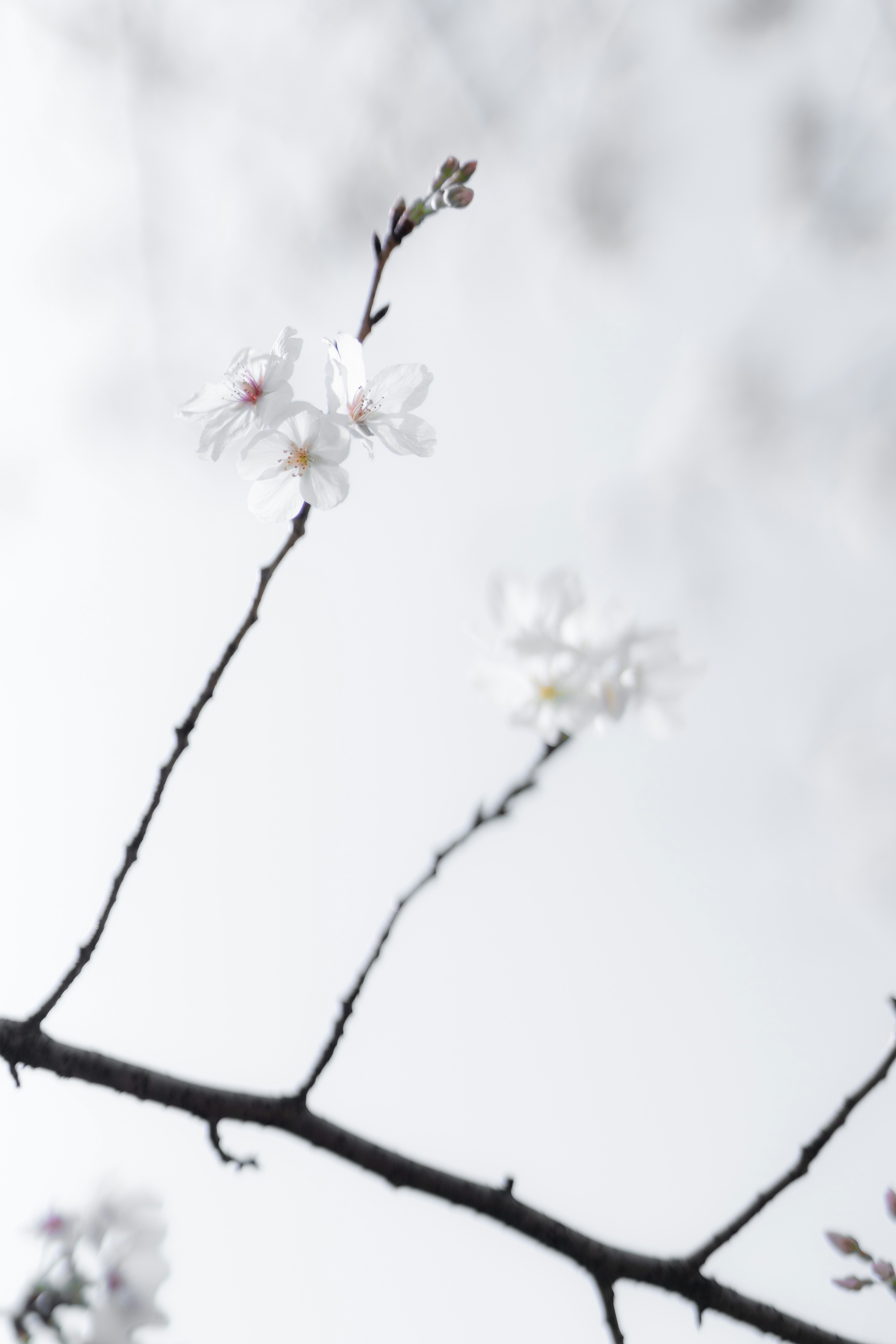 A branch of a tree with white flowers photo – Free Blue Image on Unsplash