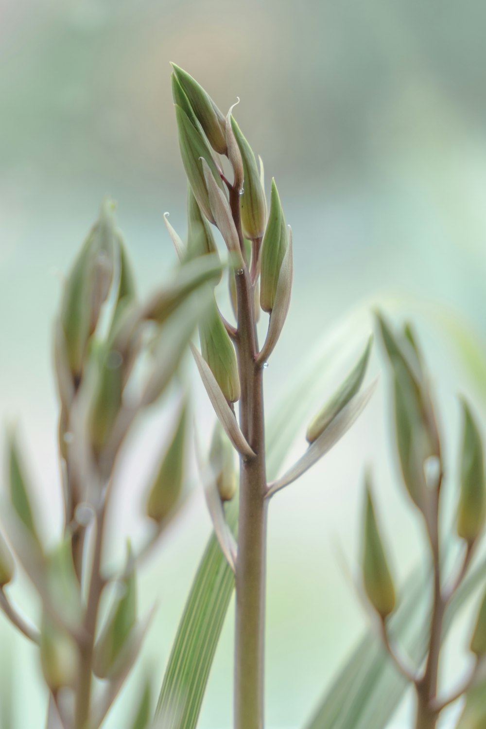 un gros plan d’une plante avec un arrière-plan flou