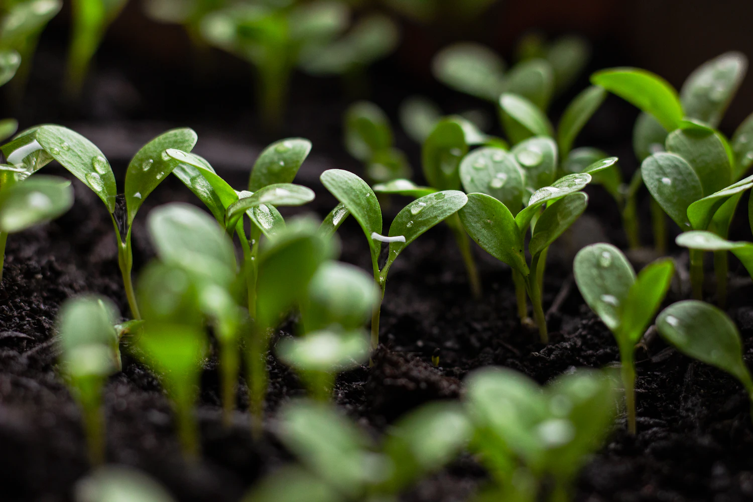 A row of week-old seedlings showing their first leaves