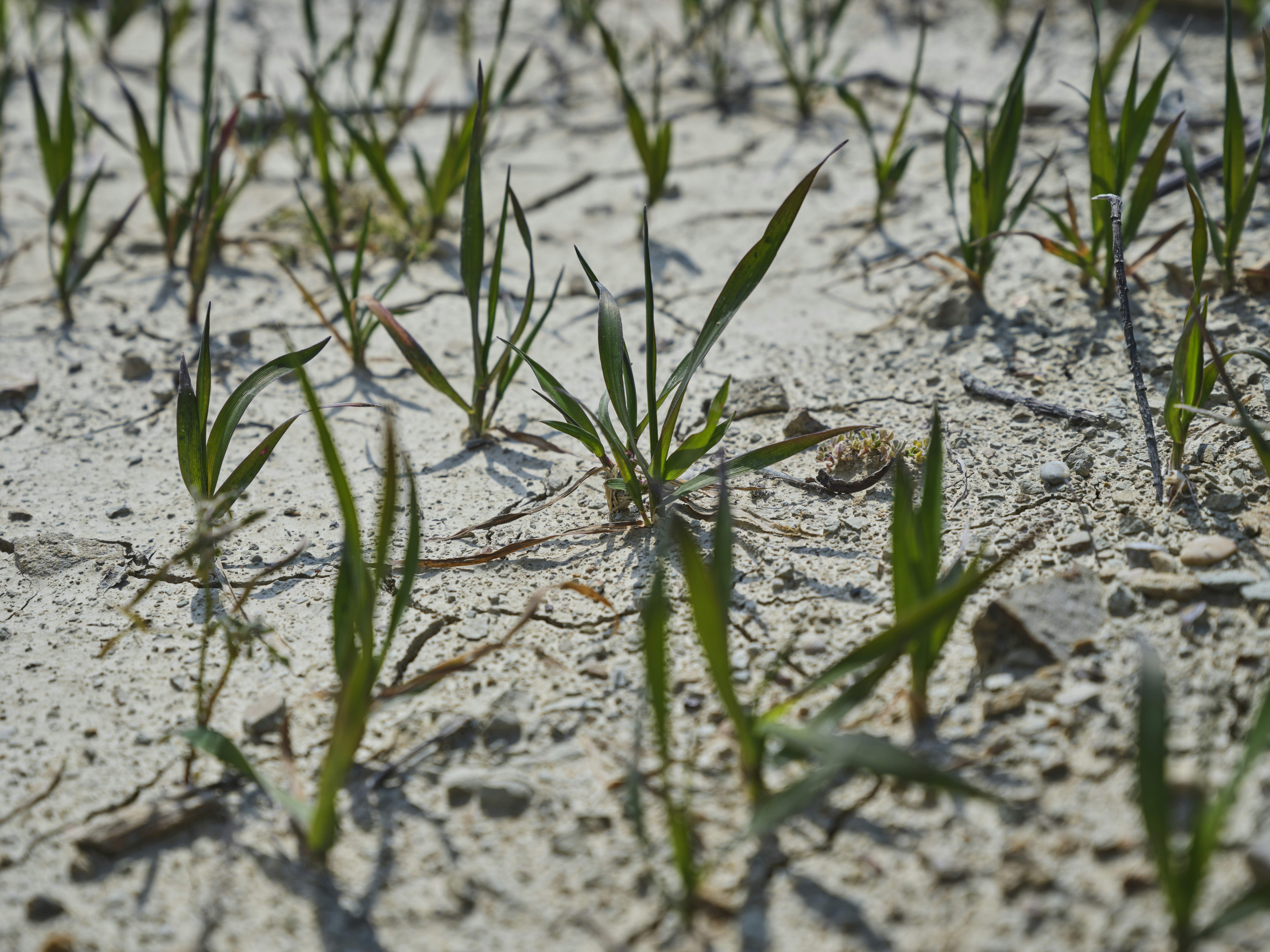 photo 1649058924214 3d783076c4f0?w=1200&h=850&crop=entropy&fit=crop&q=60 Como Revitalizar Plantas com Folhas Amareladas: Guia completo